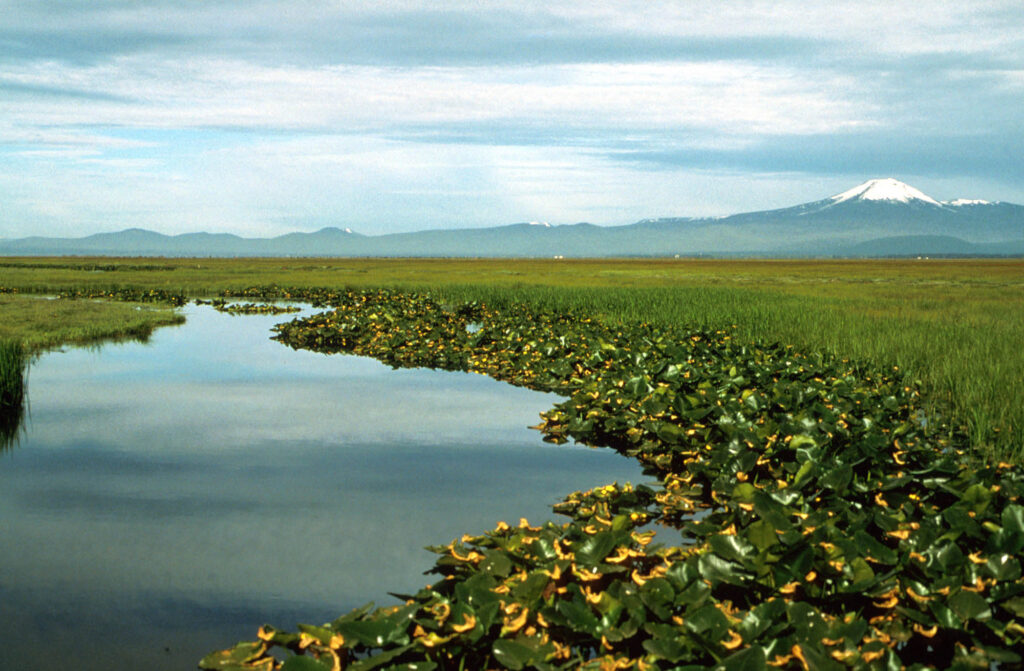 AquaSource водорасли, Суперхрана* от природата